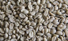 Ethiopia Cafa Forest data Information Mini Honey Mini-Me 2017 washed Coffee beans