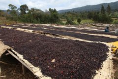 El Salvador Concordia Manor Information El Salvador sun beans strong fruit tone