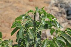 How does Kaddura coffee bean taste and flavor? bourbon single gene variant-Kaddura