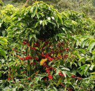 The Cocoa River Cooperative in San Juan, Nicaragua introduces the difference between light baking and deep baking of Nicaraguan elephant beans.