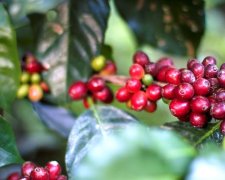 Mexico Chiapas Coffee producing area Information Organic Certification the way to the rise of Mexico, a big coffee country
