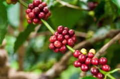 The award-winning record of the information material of Biya Manor in Guatemala the flavor characteristics of washed Vera Saatchi coffee