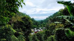 Introduction to the Development of Coffee in Chiang Mai, Thailand description of the flavor of coffee beans treated with Qingmai honey in Thailand