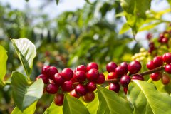 Information on coffee producing areas in Xibi Falls, Uganda Starbucks Collection Ugandan Coffee Story
