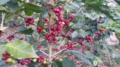 Nicaragua-Camellia Manor Information introduction washed Kaddura coffee flavor taste
