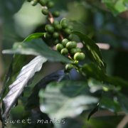 Information introduction of East Timor-Emera Coffee producing area, the largest Organic Coffee producer in the World