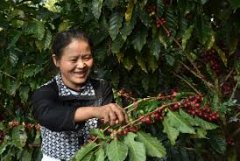 Information of Xinzhai Coffee Farm in Yunnan Province the best producing area of small coffee Lujiangba in Baoshan, Yunnan Province