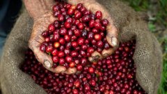 AF Coffee Farm AF Company introduces Hughton Boliwal Coffee Environment Flavor description