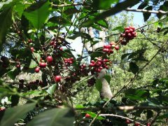 Antigua Bella Mona Manor Flower God Coffee Manor Information washing Kadura &  Bourbon Flower God Coffee