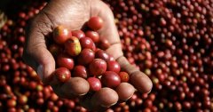 Ethiopia Coca Lei Bologna-Kerry processing Plant Information introduction Water washing Cochele Coffee style