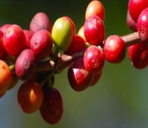 Ethiopian Haierashi-Kaibedo processing plant story material washing the flavor of Capedo coffee