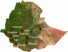 The difference between Lim and Sidamoya Xuefei is introduced in the production area of Lim in Ethiopia-Chishi deed processing plant.