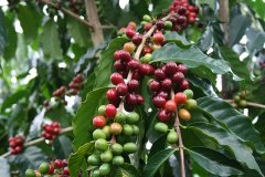 Costa Rican Breeze processing Plant Salaka Manor Information Vera Rob Black Honey Coffee Flavor characteristics