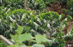 The Origin and Development of Yejashefi Coffee Peasant Union (YCFCU) and Hofsha Cooperative treatment Plant
