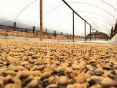 2016 COE 5th Pia Manor in Guatemala introduces boutique coffee estates in the Las Minas Mountains