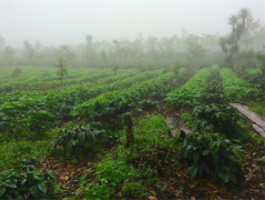 Certified by Antigua Coffee Farmers Association, Capetilo Manor, which has the longest growing history in Guatemala.