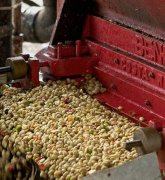 Kenya Co-op Bid Batch Coffee Bean Cup Test Introduction