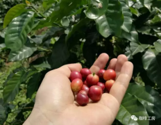 Costa Rica San Martín farm special microclimate high quality ancient varieties of coffee introduction