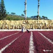 Introduction of COE award-winning batches of coffee beans in Guadillavette South Guoravega Manor