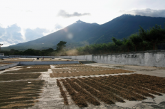 Introduction to Capetillo farm, Capetilo Manor, which has the longest coffee growing history in Guatemala.