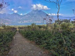 Introduction to the History of Lake Saint Lake Guatemala Coffee beans of the year in 2014 in Lake Attila