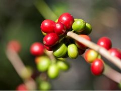 New Oriental Yunxiang Manor La Ruda producing area Information introduces the highest quality coffee in Guatemala