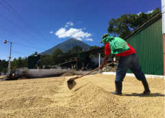 Fredy Guarchaj Manor Santa Clara, Guatemala introduces the coffee producing area of Lake Attila