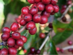 Organic sun-baked coffee from Teana at Kossa Geshe Kesagsi Farm in Lim, Ethiopia.