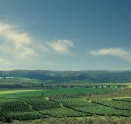 El Cerro Farm in El Salvador (EL Cerro) introduces Kahamaka Water Pacamara