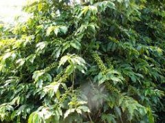 Introduction of Brazilian Bourbon Natural Hybrid Acaia Coffee beans introduction of coffee beans unique to Brazil