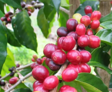 The traditional way of drinking coffee in Ethiopia Ethiopia, the world's most diverse coffee producer.