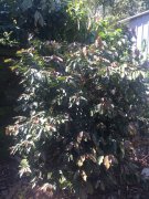 Introduction to the characteristics of Taiwan Purple Leaf Coffee Tree 'Men's Coffee' in Portugal