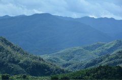 An introduction to the cultivation of Katim, a small seed species in Yunnan Province, Pu Wang Coffee Manor, Mantan Village, Yunnan Province