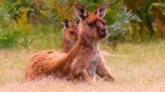 Australia Skybury Manor Viper infested country grows the best coffee