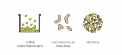 Explanation on the fermentation mode of raw coffee beans: the difference between dry fermentation and wet fermentation and the scope of application