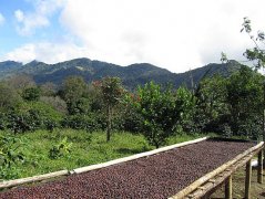 Costa Rican breeze treatment plant Monte Brisas Salaka Manor Finca Salaca introduction