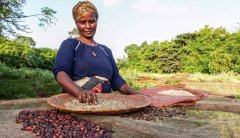 Introduction to the flavor of coffee beans in Guatemala's Blueberry Manor COE Award winning situation