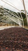 La Pira of Tara Jubila Manor in Costa Rica introduces the organic certified coffee production estate.