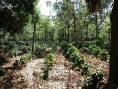 Finca El Platanillo Los, Pinos processing Plant, Platanino Park, Costa Rica