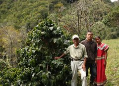 Introduction to Don Julian Pacamara Pacamara Information material of Don Hulian Manor in Panama