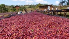 Introduction to the flavor and taste of coffee beans treated with Maharani-red honey in Godagu County, India