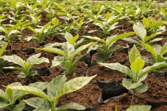 Introduction to the Cup Test of FINCA LINA Fern Kaarina Manor in Caldas, Colombia