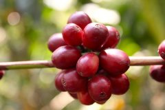 Kenya Qigushu processing plant Kiaguthu information introduces the characteristics of Kenyan boutique coffee industry