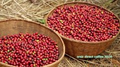 Dintu of Dingtu Village, the Sidamo producing area of West Dharma, the most famous coffee producing area in Ethiopia.