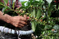 Introduction to the cultivation of Finca La Perla Coffee in El Quich é Sleeping Beauty Manor, Kiche Province, Guatemala