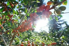 Introduction of Gaya Mantenin Organic Coffee in Jiayu area of Lake Tawa (Lake Tawar), Sumatra, Indonesia