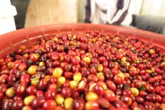 Introduction to the Origin and Development History of Guji Abel Leaf small Farmer Coffee in Guji producing area of Ethiopia