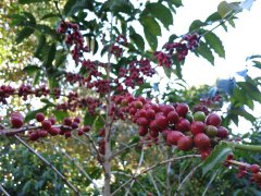 Manor Gesha Village Coffee Estate of Rosa Village, Suma Surma District, Ethiopia