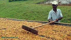 Introduction to the characteristic planting Environment of Shenmu Manor, the second Runner-up of COE in South Minas, Brazil