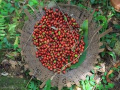 Introduction of Ethiopian Gedeb processing Plant Information material Asasa washing Yega Xuefei G1 Coffee